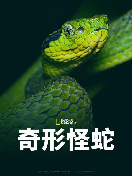 吃瓜第一线《奇形怪蛇》免费在线观看